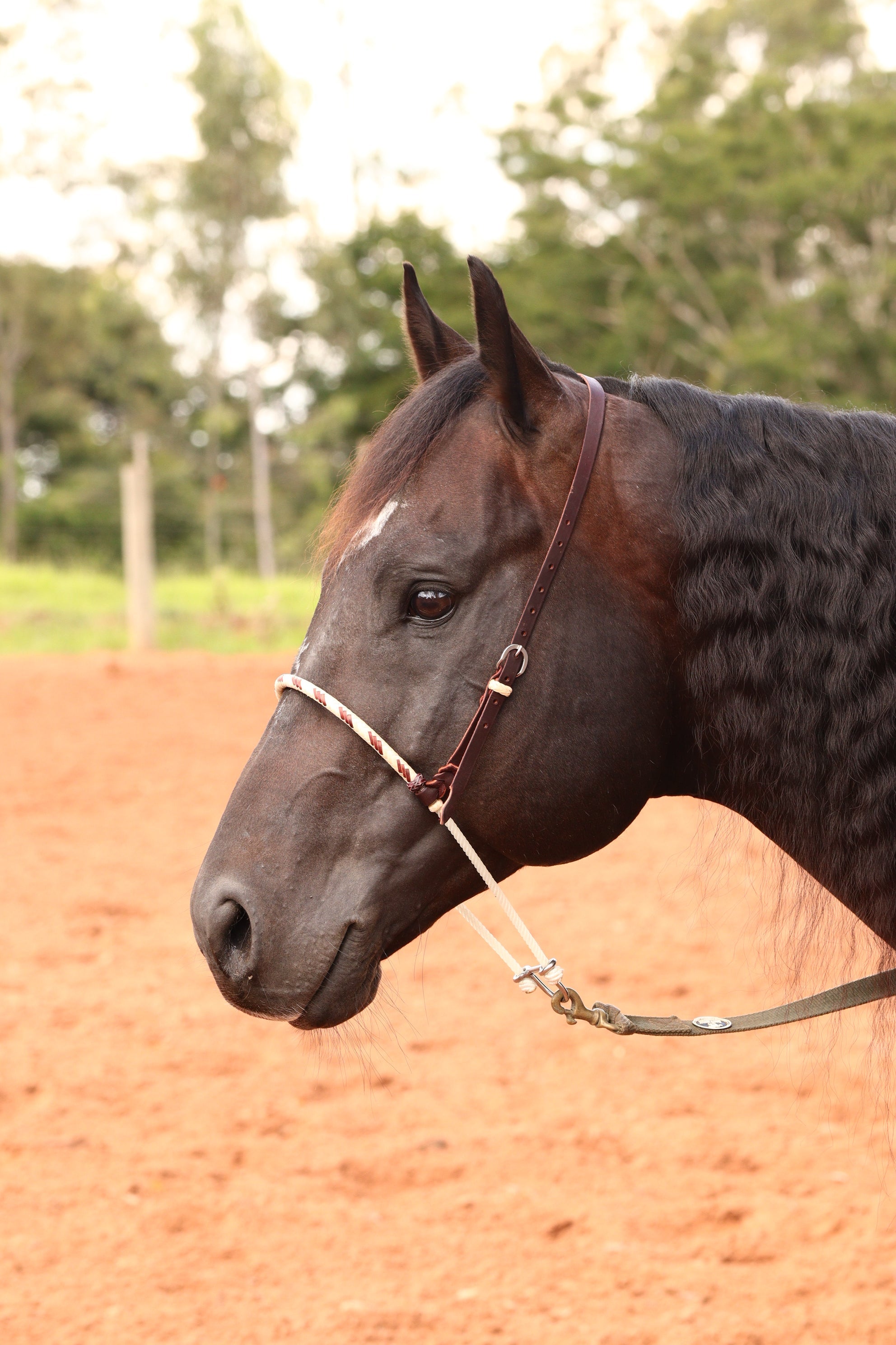 Nosebands & Tiedowns